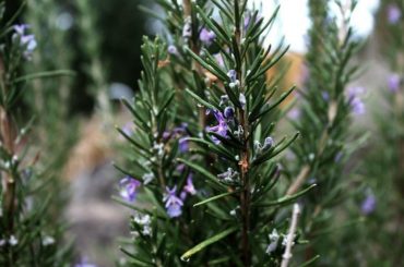 How And When To Prune Rosemary