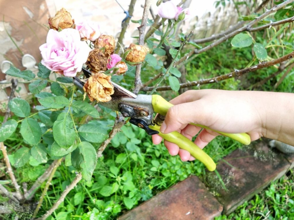 The Ultimate Guide to Pruning Roses When and How To Do It Right The