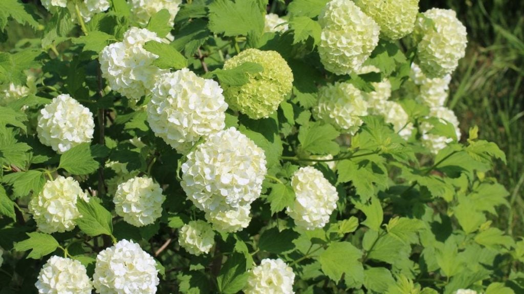Learn When and How to Prune Your Viburnum for a Thriving Garden The
