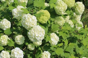 How And When To Prune Viburnum