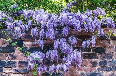 How (And When) To Prune Wisteria