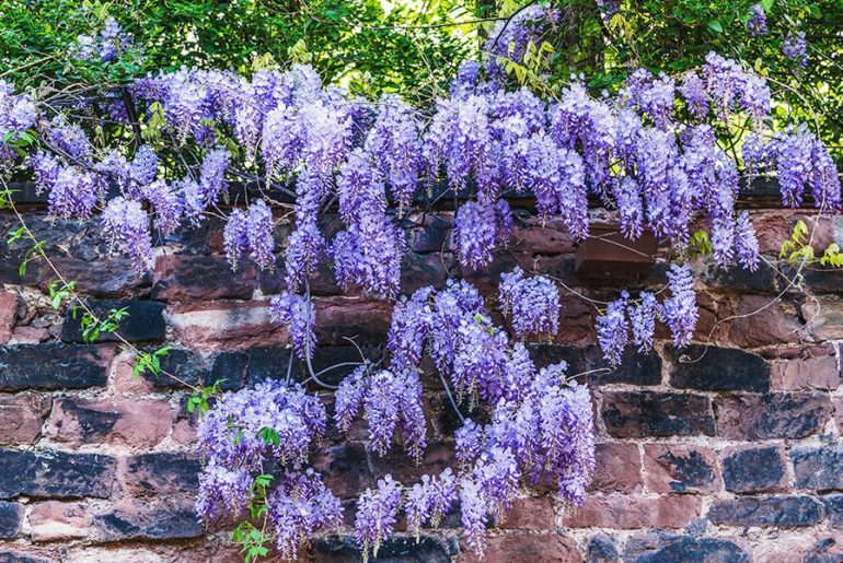 How (And When) To Prune Wisteria