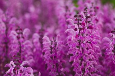 How (And Why) To Grow Salvia