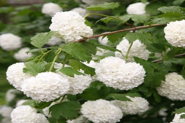 How Are You Going to Plant Your Viburnum Opulus