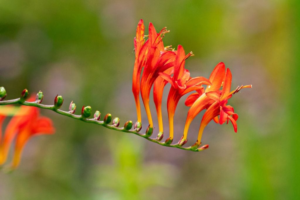 How Do You Fertilize Crocosmia
