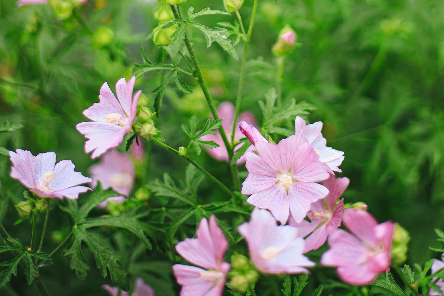 How Hardy are Lavatera Plants?