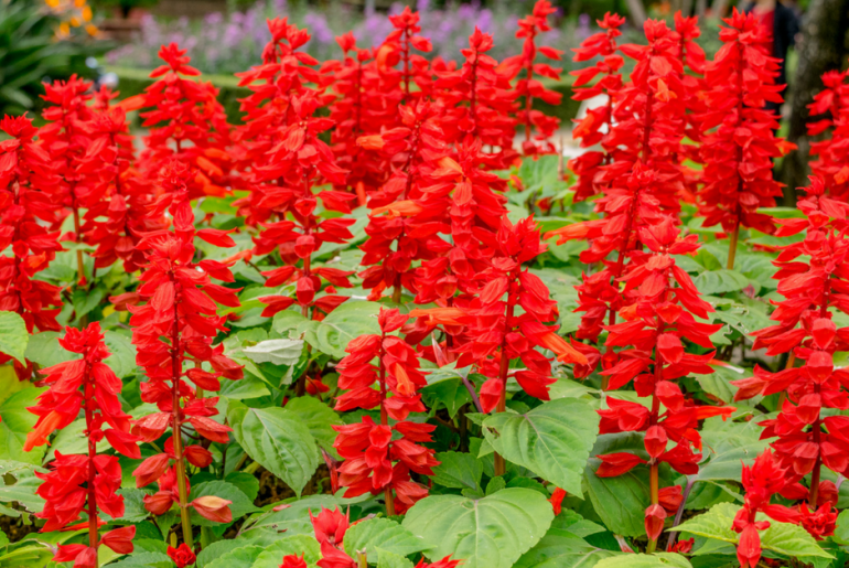 How Long Do Salvias Bloom