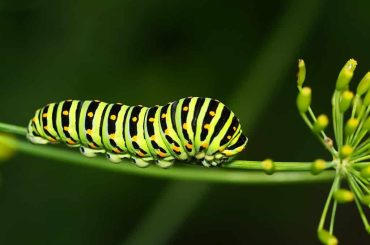How Many Legs Do Caterpillars Have