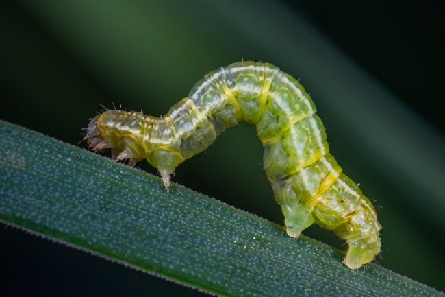 How Many Legs Does a Pink Caterpillar Have