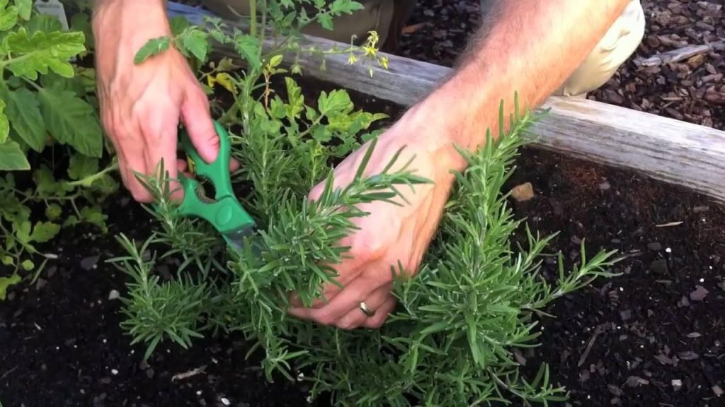 How Much Should You Cut Rosemary Branches