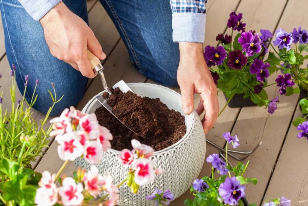 How Often Can You Repot Your Pansies