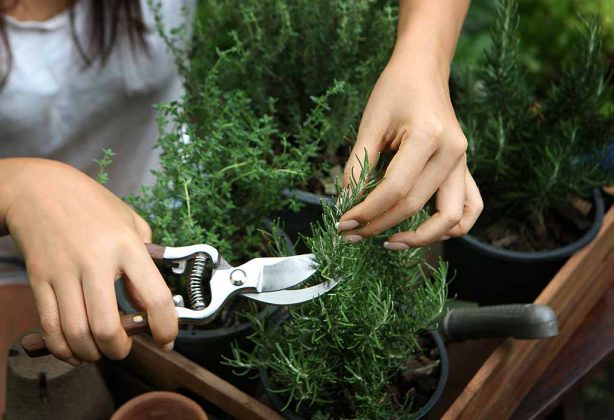 How Often Should You Harvest Rosemary