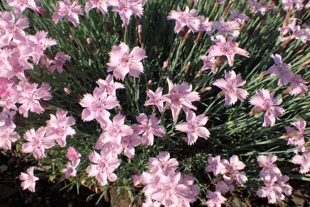 How Often to Water the Dianthus Plants
