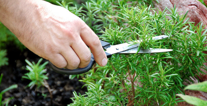 How Should You Harvest Rosemary Leaves