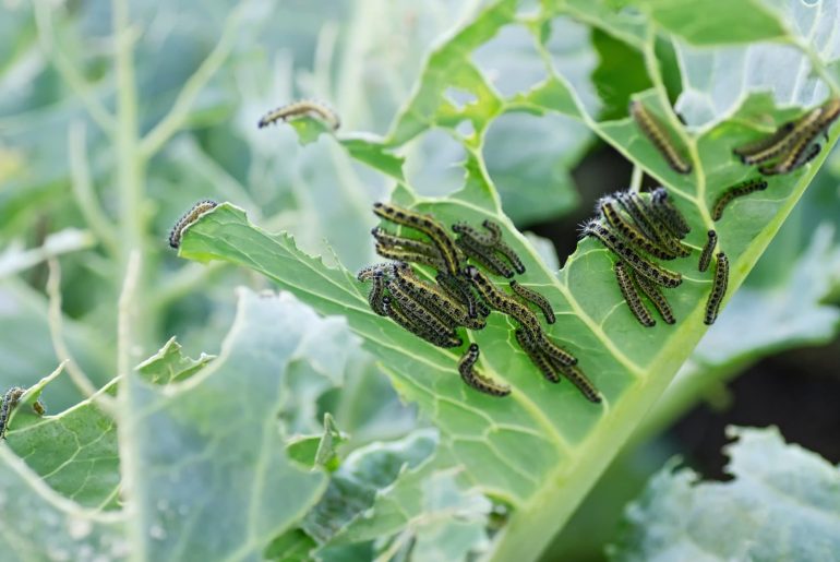 How Stop Cabbage White Butterflies Damaging Your Plants