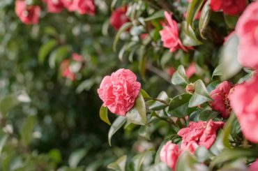 How To Care For Camellias In Winter