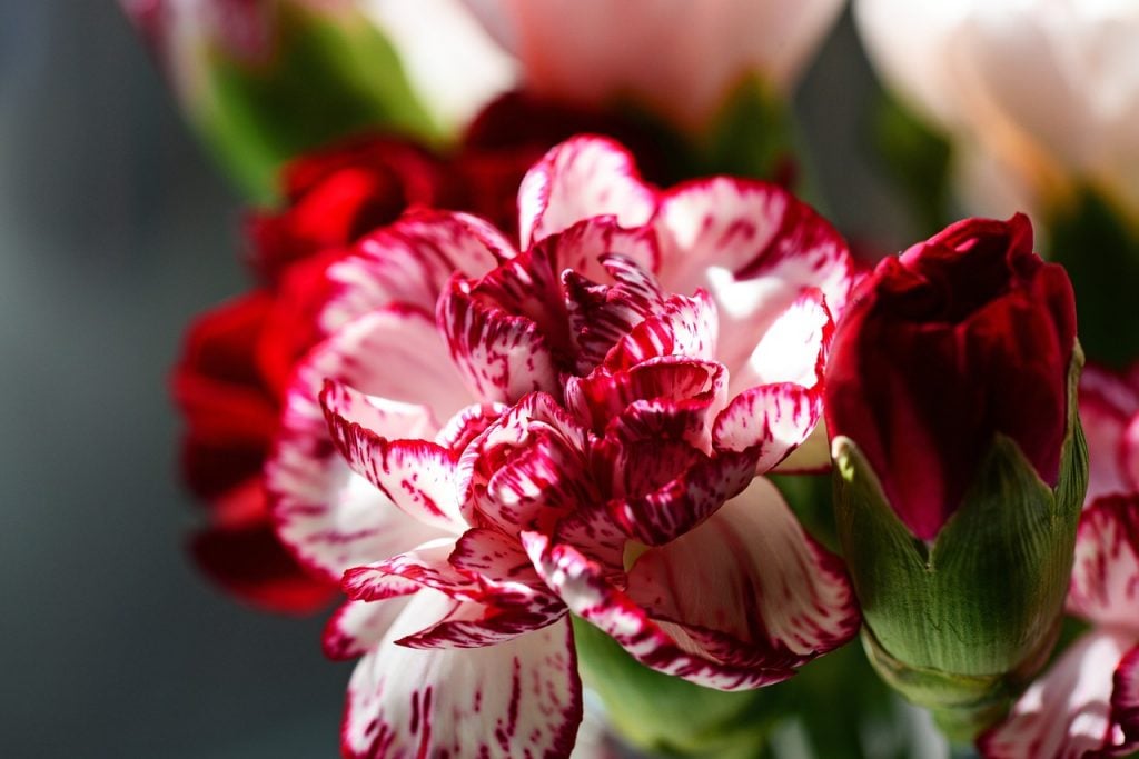 4 Easy Steps to Deadheading Dianthus Plant TheArches