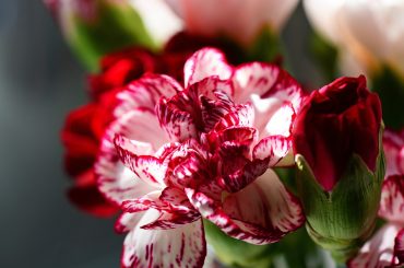 How To Deadhead Dianthus In 4 Steps