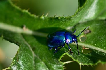 How To Deal With Blue Mint Beetle