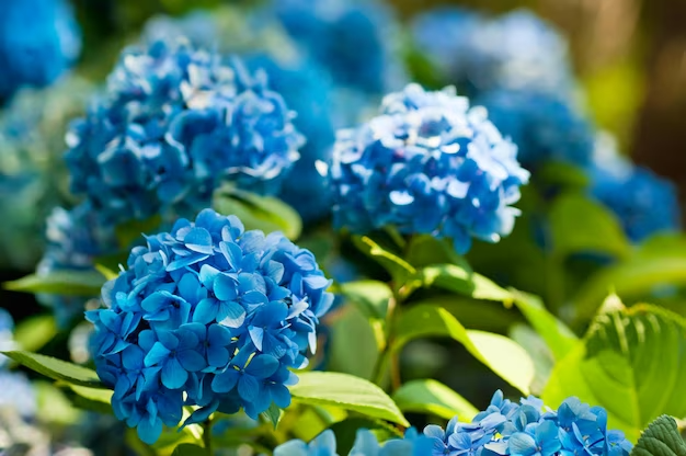 3 Steps To Drying Hydrangea