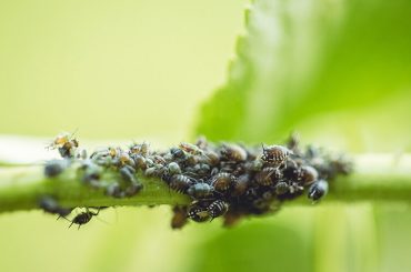 How To Easily Get Rid Of Aphids On Plants