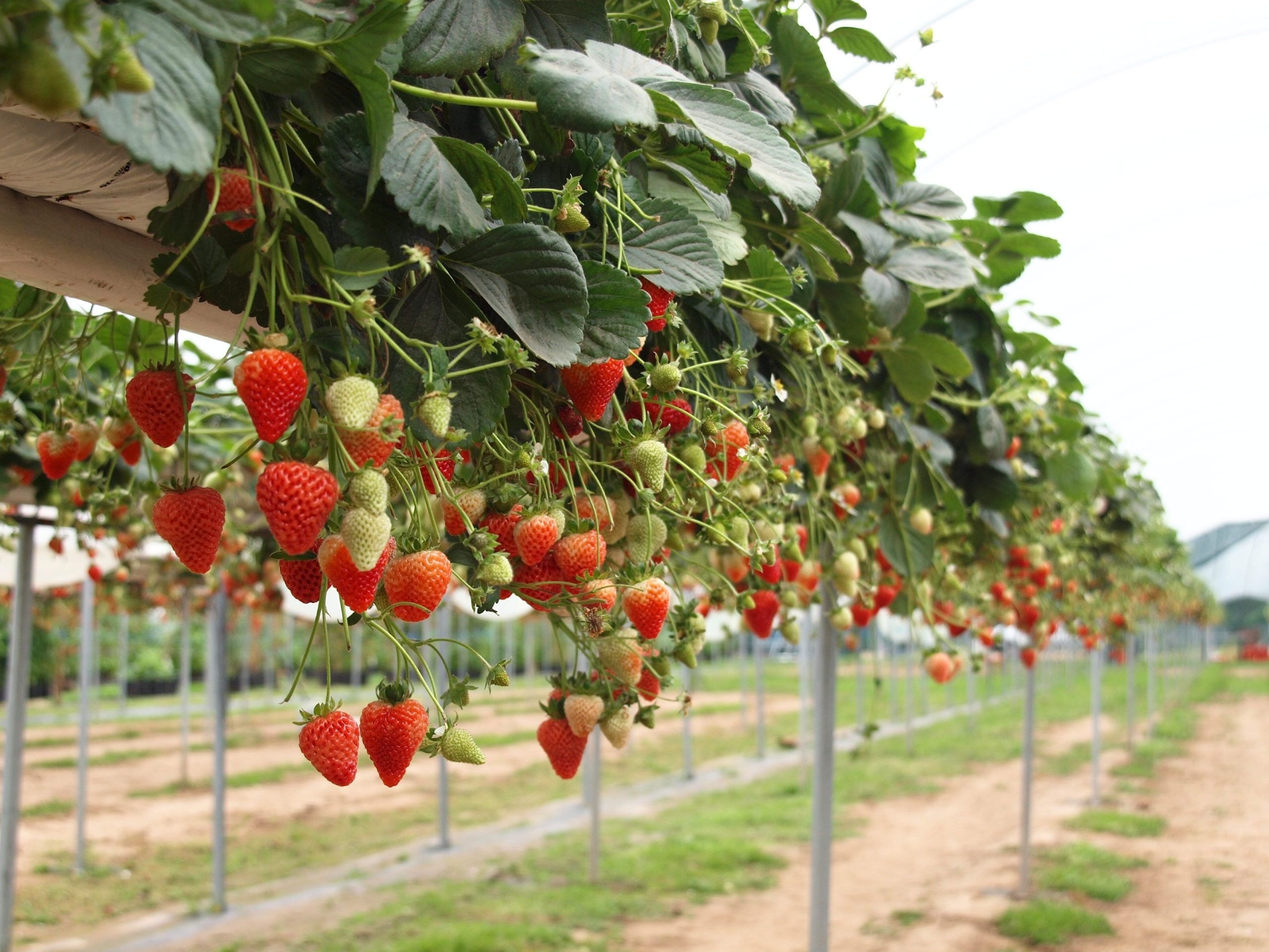 Plant Prop Pins, Strawberry Plant Pins