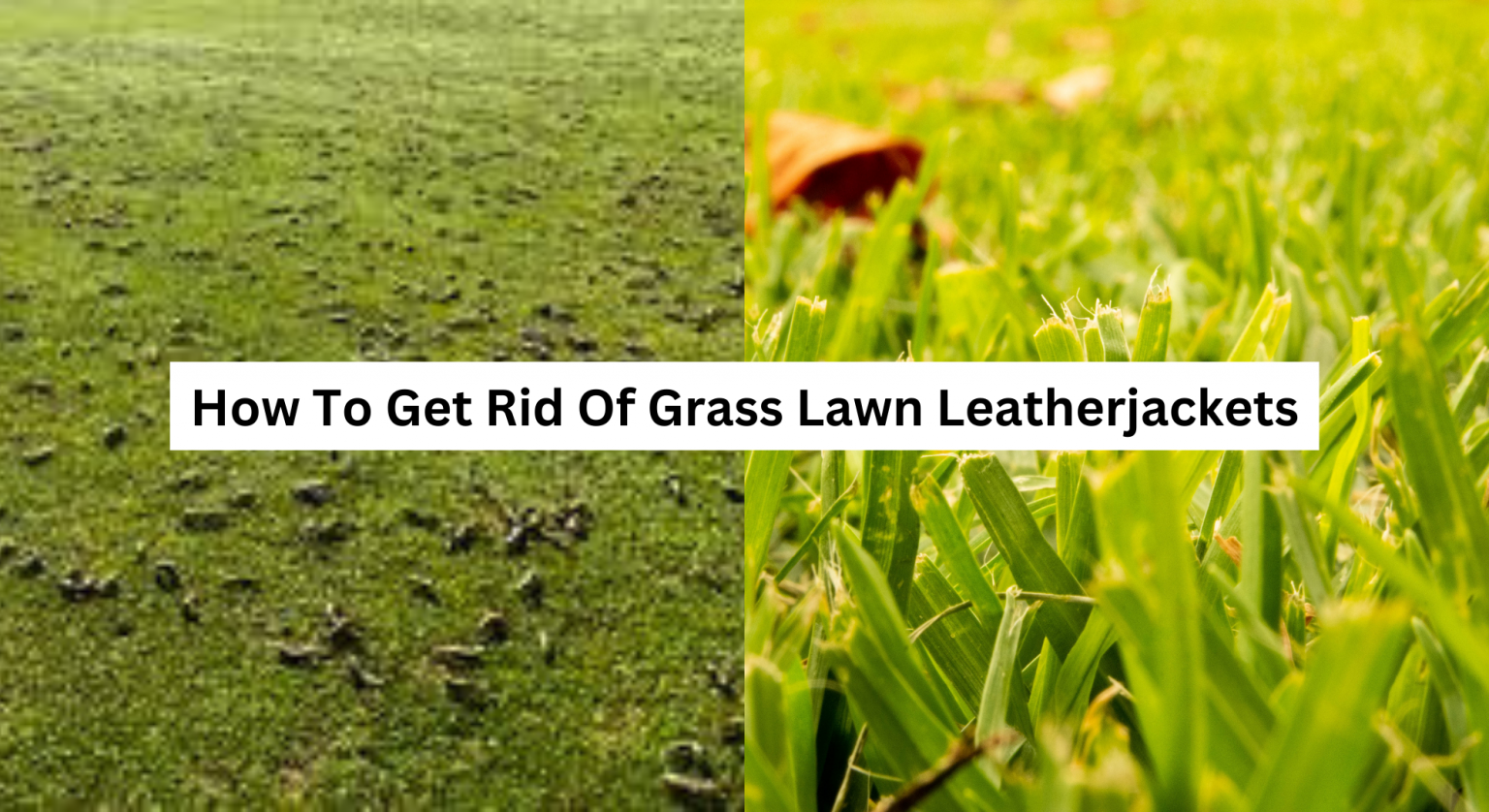 The Ultimate Guide to Getting Rid of Grass Lawn Leatherjackets The Arches