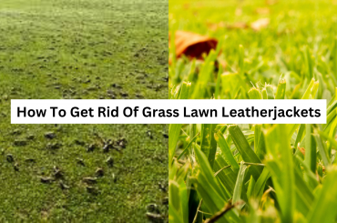 How To Get Rid Of Grass Lawn Leatherjackets
