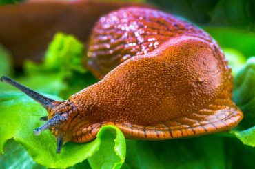 How To Get Rid Of Slugs In Your Garden Naturally