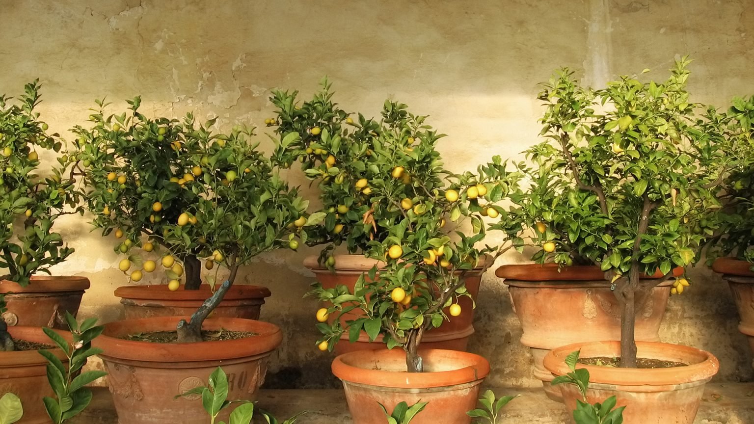 How To Easily Grow a Lemon Tree From Seed At Home The Arches