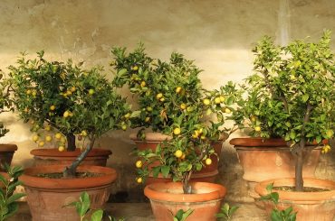 How To Grow A Lemon Tree At Home