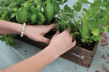 How To Grow A Windowsill Herb Garden In 7 Steps
