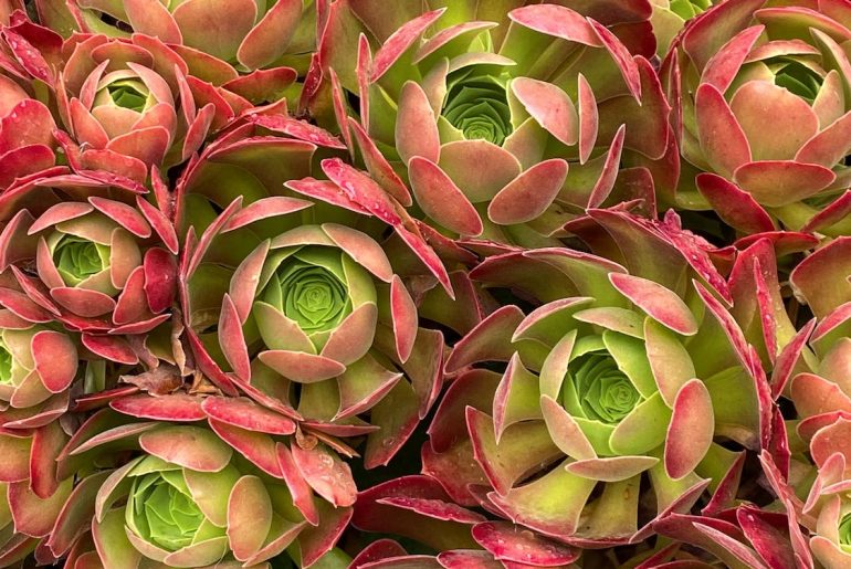 How To Grow Aeonium 'Tree Houseleeks
