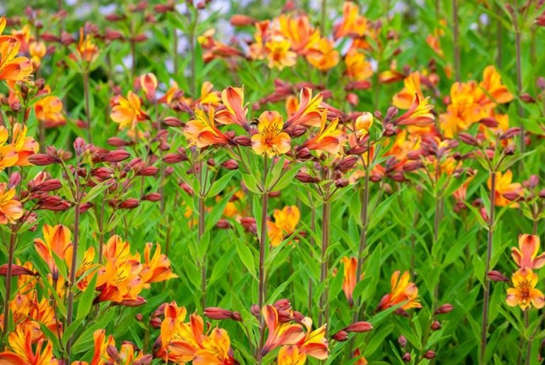 The Ultimate Guide to Growing Alstroemeria in Pots TheArches