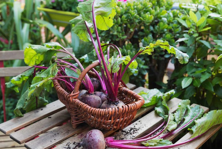 How To Grow Beetroot In Containers