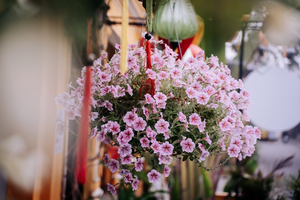 How To Grow Begonia In Hanging Baskets