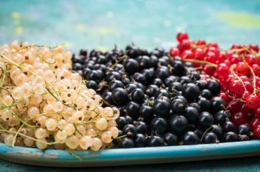 How To Grow Blackcurrant Bushes