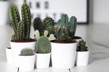 How To Grow Cacti & Succulents