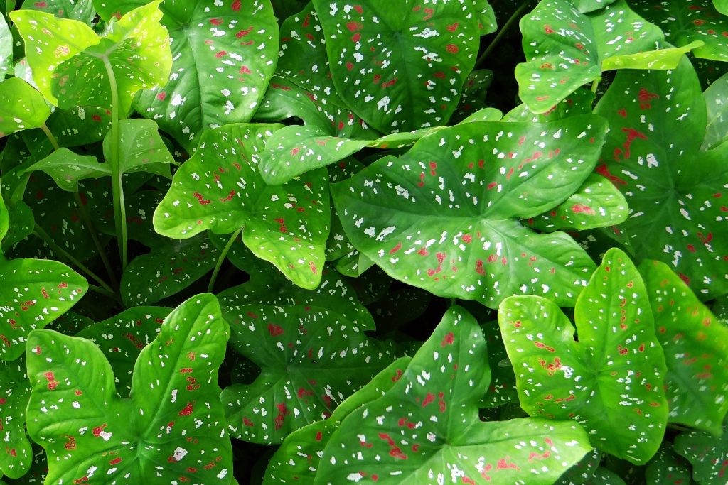 How To Grow Caladium Houseplants