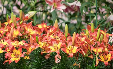 How To Grow Canna Lily From Seed