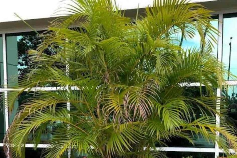 How To Grow & Care For Areca Palm Houseplants