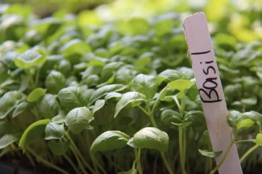 How To Grow & Care For Basil Plant