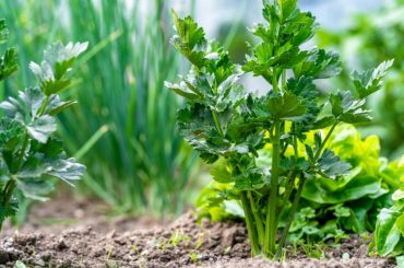 How To Grow & Care For Celery Plants