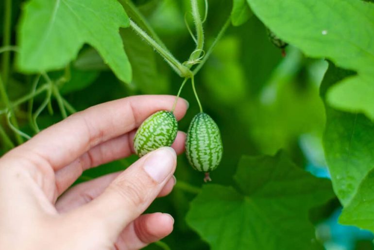 How To Grow & Care For Cucamelon Plant