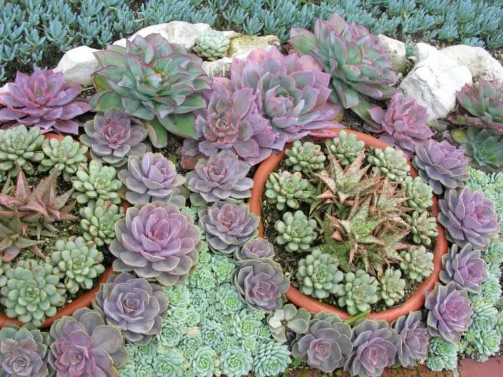 How To Grow & Care For Echeverias