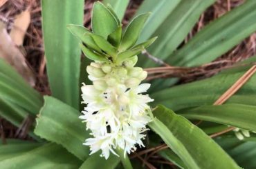 How To Grow & Care For Eucomis 'Pineapple Lilies'