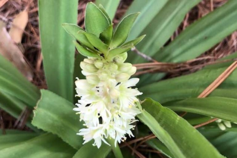 Essential Tips for Growing & Caring For 'Pineapple Lilies