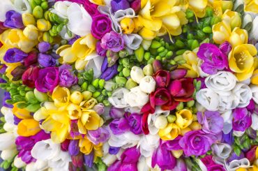 How To Grow & Care For Freesias