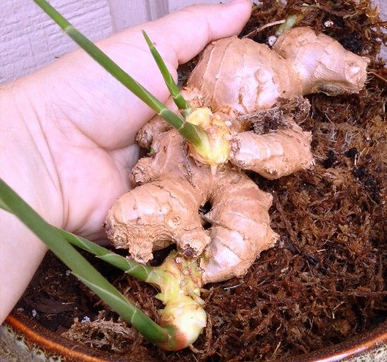 How To Grow & Care For Ginger Plant