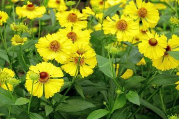 How To Grow & Care For Heleniums